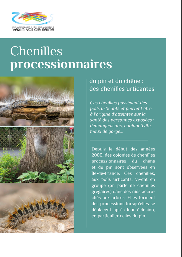 CHENILLES